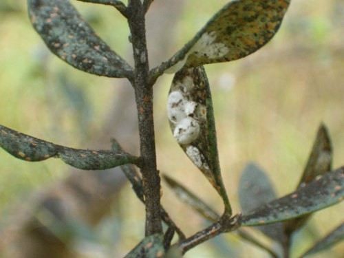 <strong>Castelvetrano</strong>. Uliveti infestati dall’«occhio di pavone»