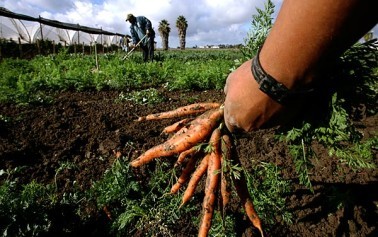 <strong>Rural4Kids</strong>. Sviluppo rurale, un progetto per gli studenti siciliani del Ministero delle Politiche Agricole Alimentari e Forestali