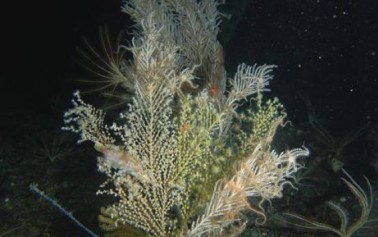 Scoperto in Sicilia un corallo dotato di luce propria