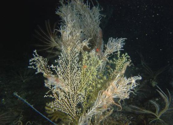 Scoperto in Sicilia un corallo dotato di luce propria