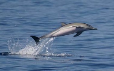 <strong>Trapani</strong>, un piccolo delfino trovato morto sulla spiaggia