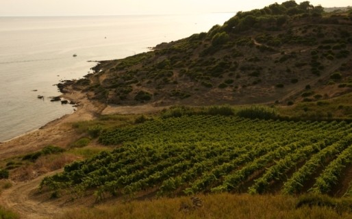 <strong>Cantine Settesoli</strong>, 2 mila soci 6 mila ettari è la via siciliana al vino