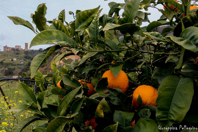 Salviamo le arance siciliane. Agricoltori giovedì in piazza