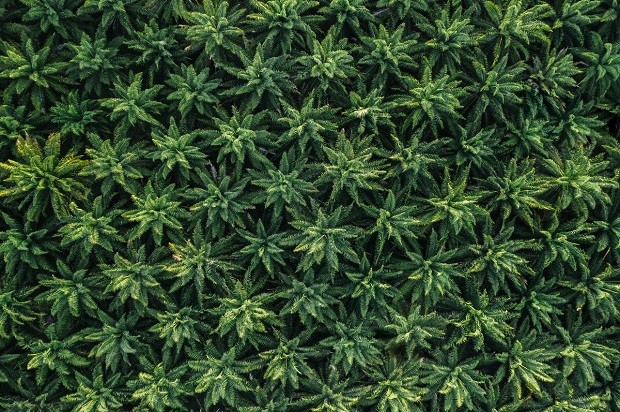 Coltivazione della cannabis: 6 consigli per i principianti